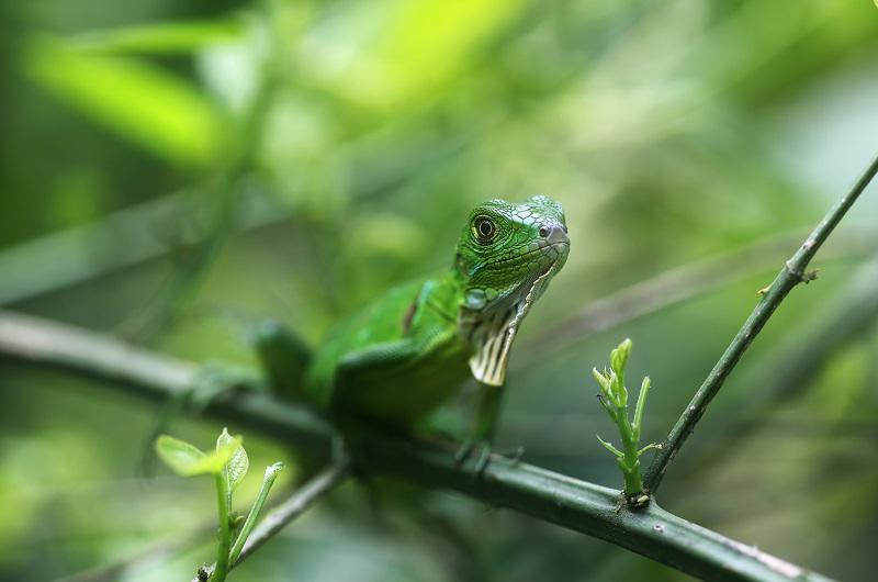 pura-vida-c-manuel-antonio-fly-drive-5530_0.jpg