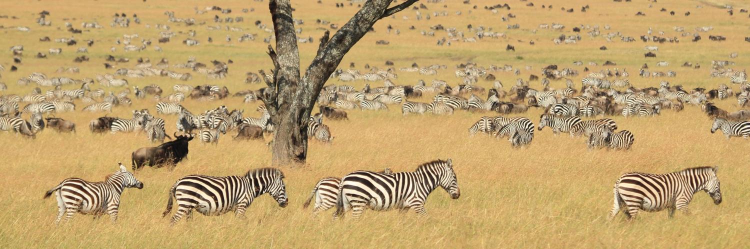 rumo-a-manyara-maldivas-5574_1.png