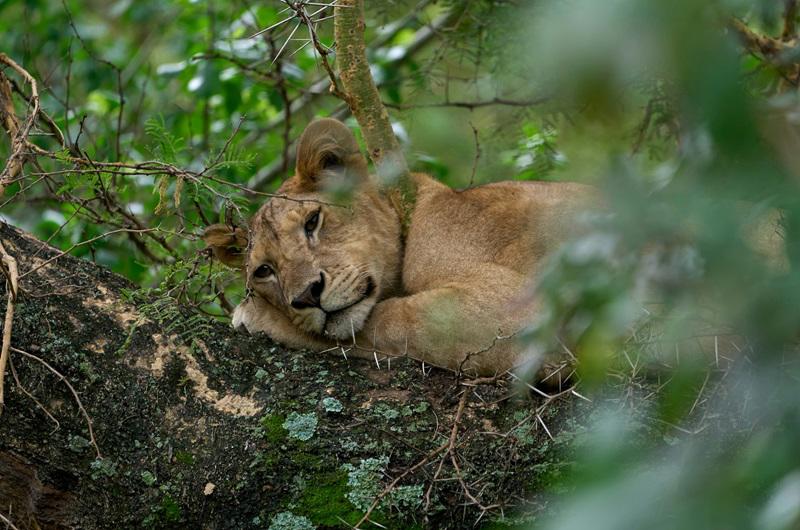 safari-essencias-da-tanzania-maldivas-5328_0.jpg