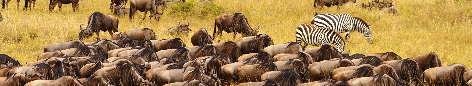 safari-essencias-da-tanzania-zanzibar-5326_1.jpg