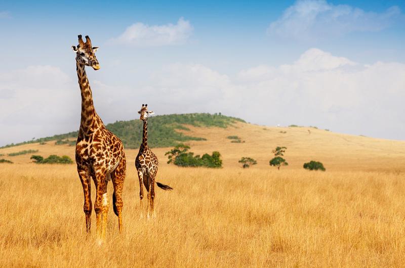 safari-planicies-da-tanzania-1480_0.jpg
