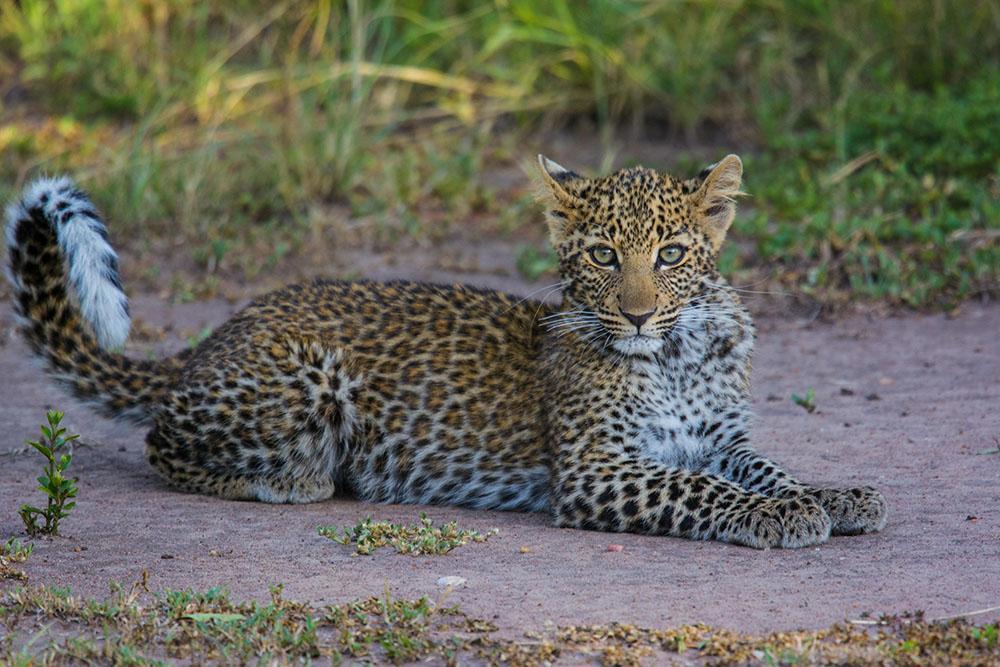 mufasa-safari-com-zanzibar-629_3.jpg