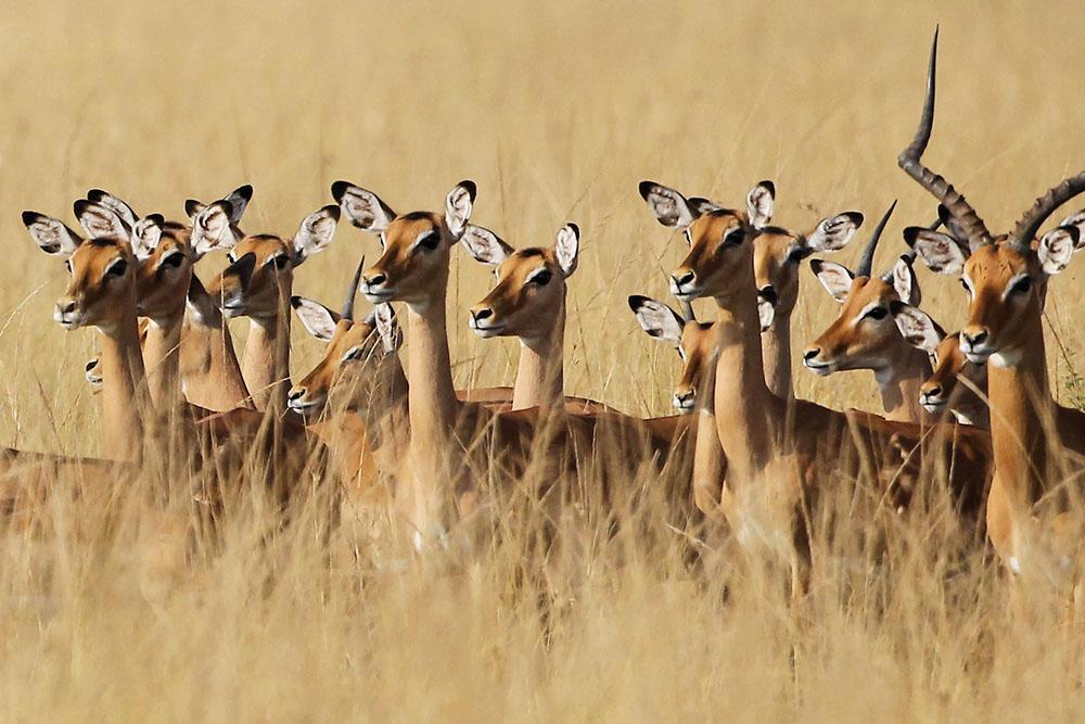 mufasa-safari-com-zanzibar-629_5.jpg